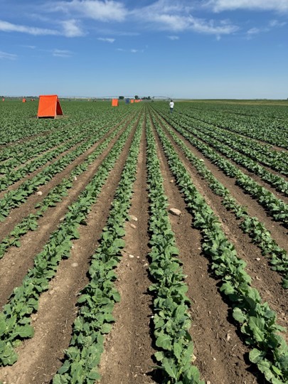 Seed Production Industry