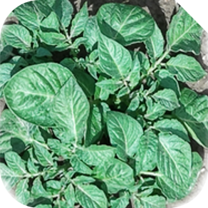 Individual Plant Health