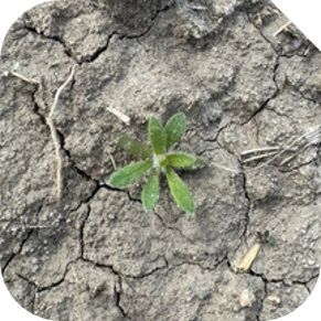 Weed Detection for Spot-treatment