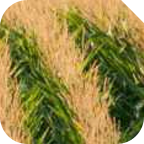 Canopy Cover Analysis