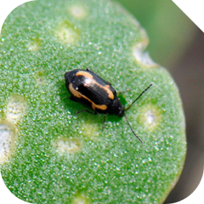 Insect defoliation detection