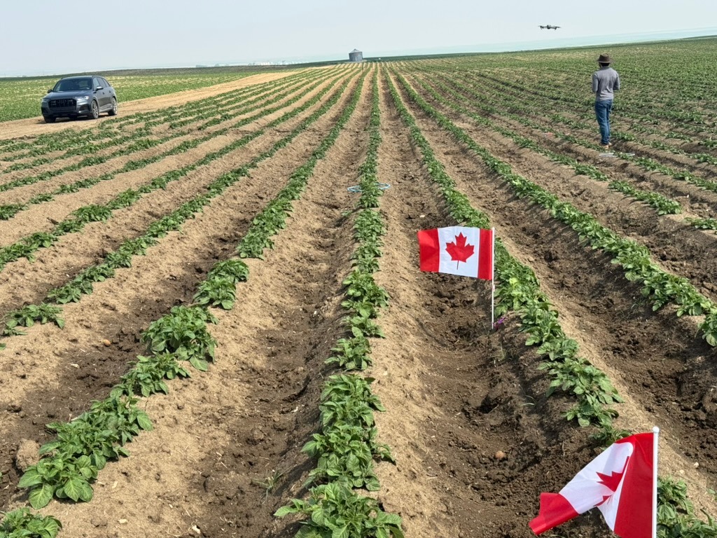 Potato Processing Industry