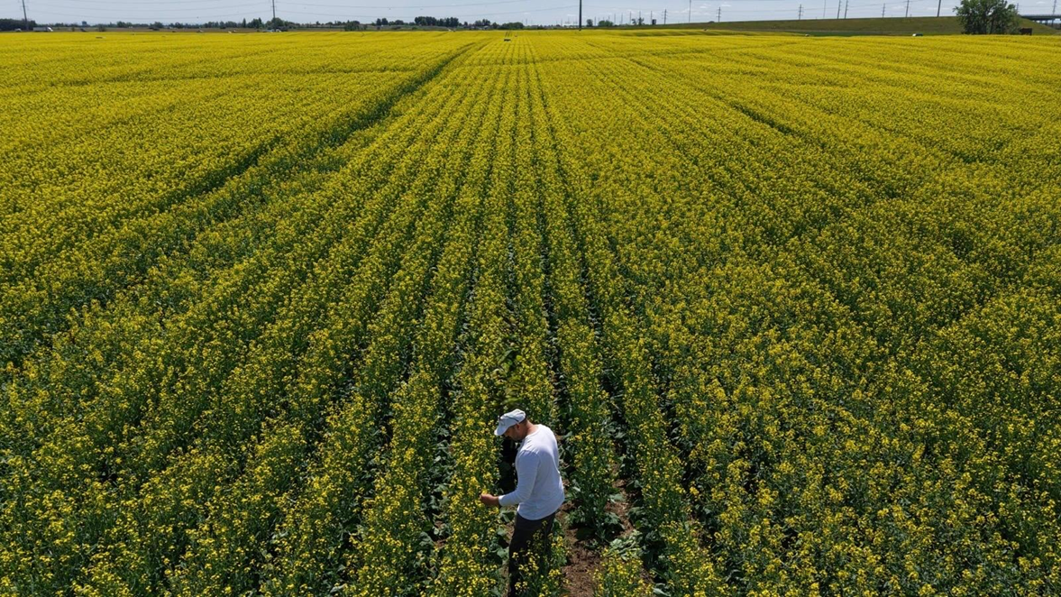 Agricultural field monitoring dashboard