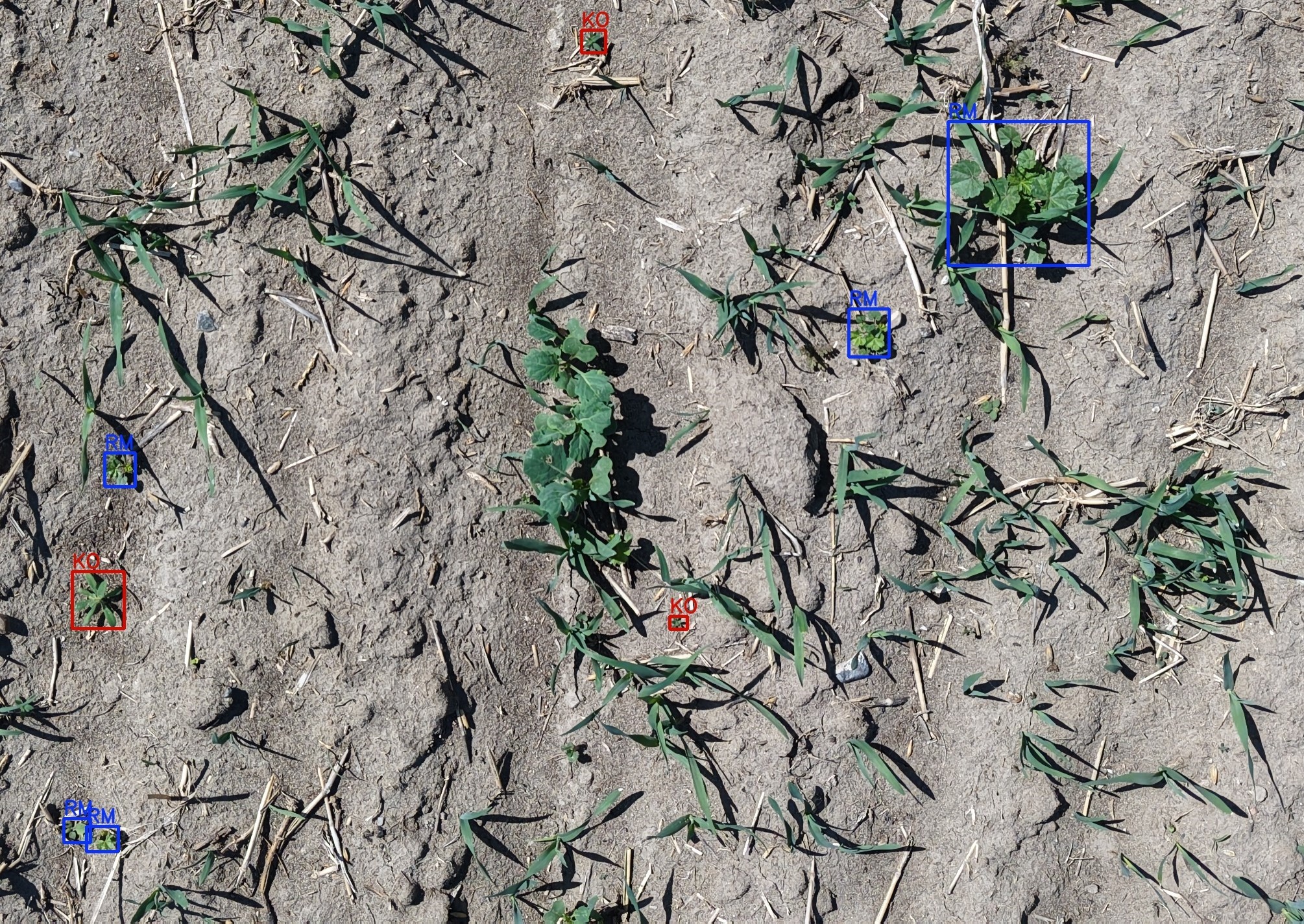 Weed Detection for Spot-treatment